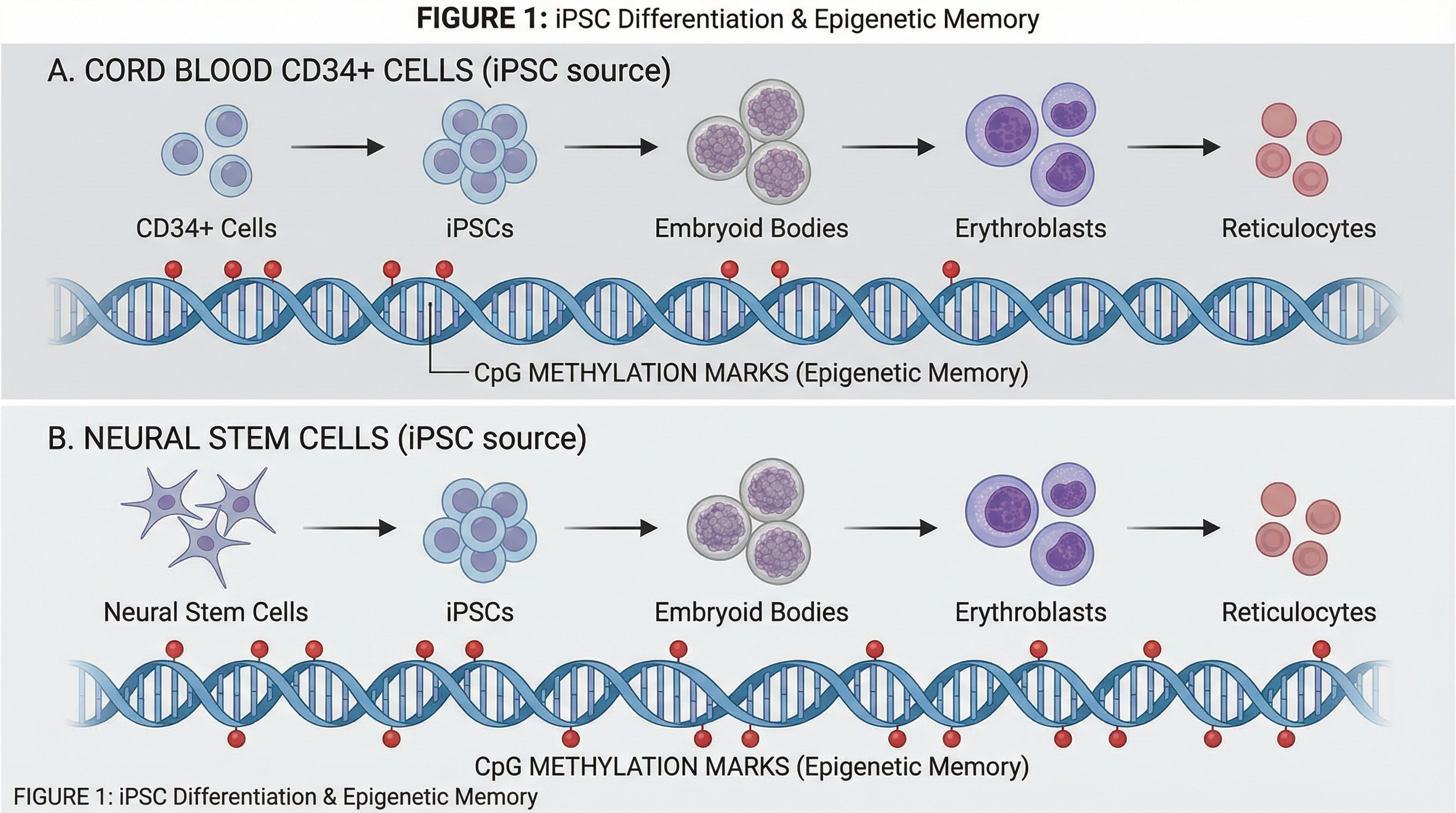 Erythroid differentiation of human induced pluripotent stem cells is ...